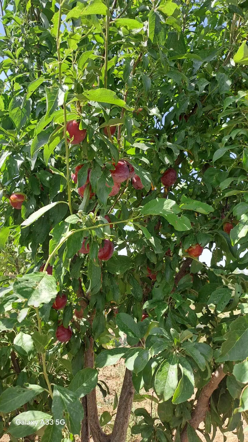 باغ میوه سه هزار متری