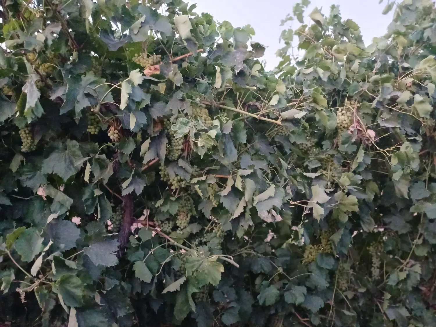 فروش باغ انگور داربستی