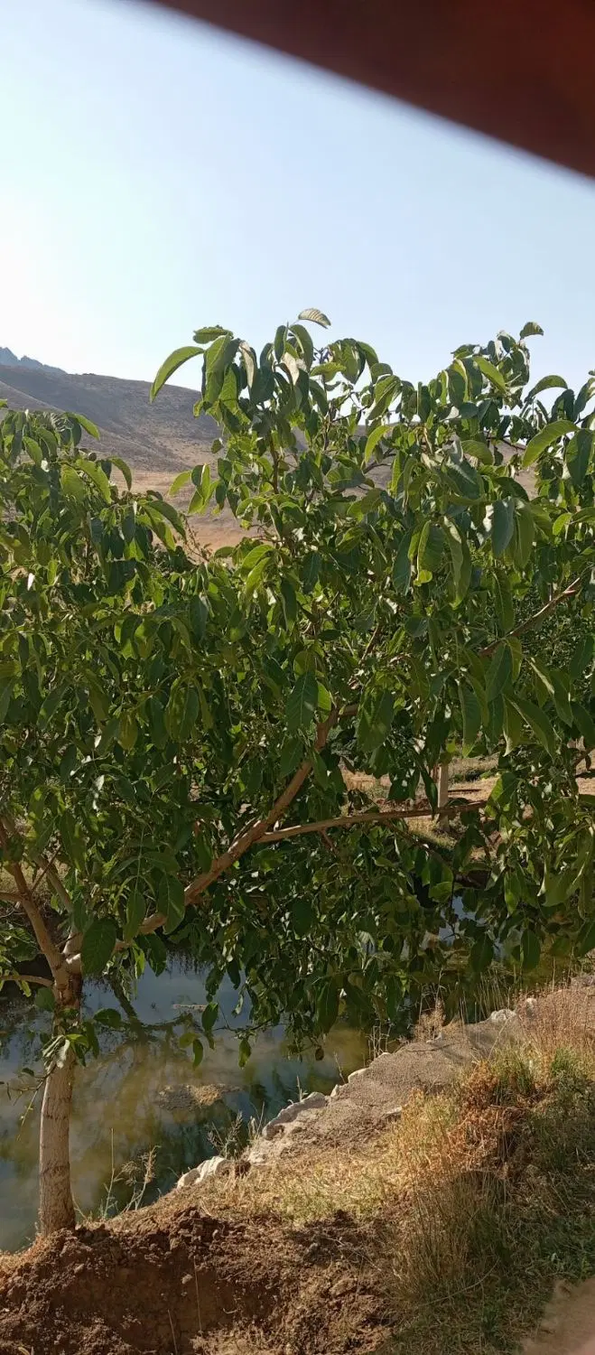 زمین کشاورزی دیم وآبی به فروش میرسه