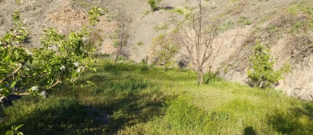شاندیز -زشک