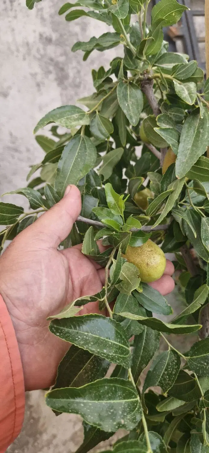 فروش باغ ویلایی