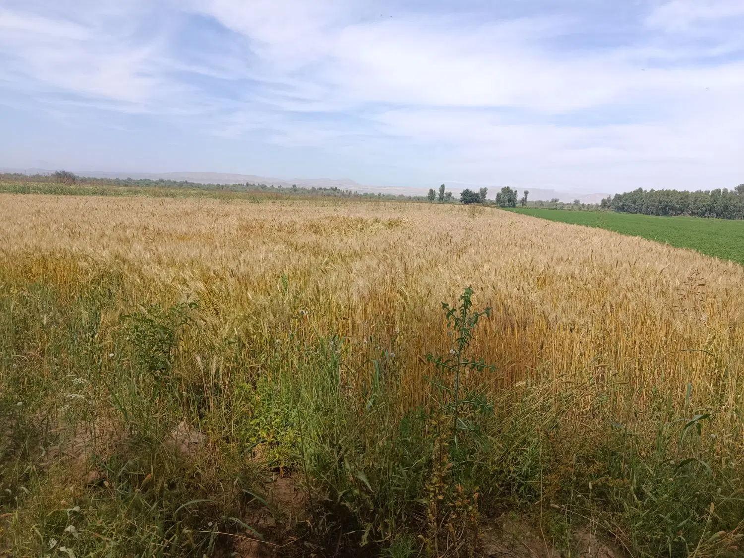 زمین کشاورزی ایستادگی
