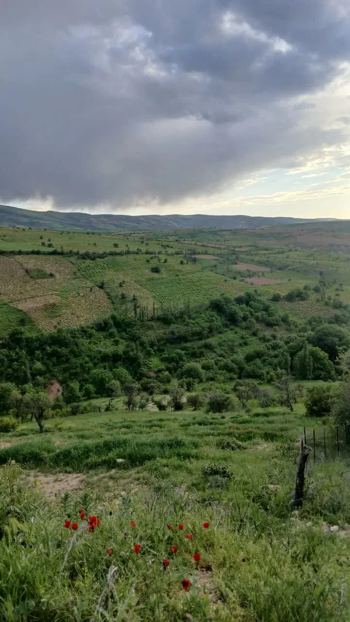 فروش باغ انگور روستای گلی کنار جاده