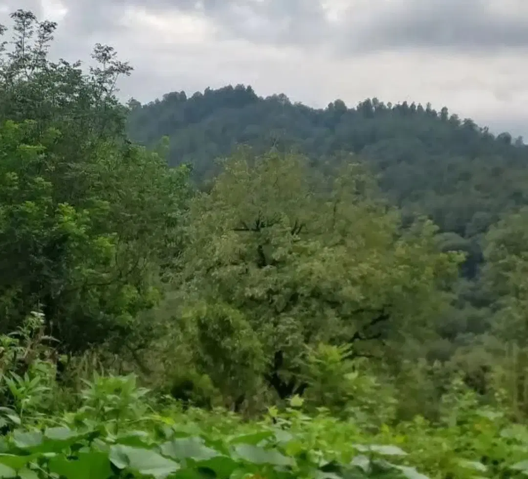 زمین مسکونی ۶۰۰ متر در گردپشته شهربیجار
