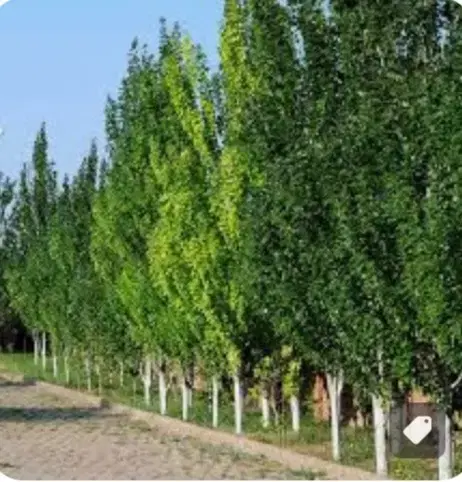 فروش 4ونیم هکتار زمین کشاورزی
