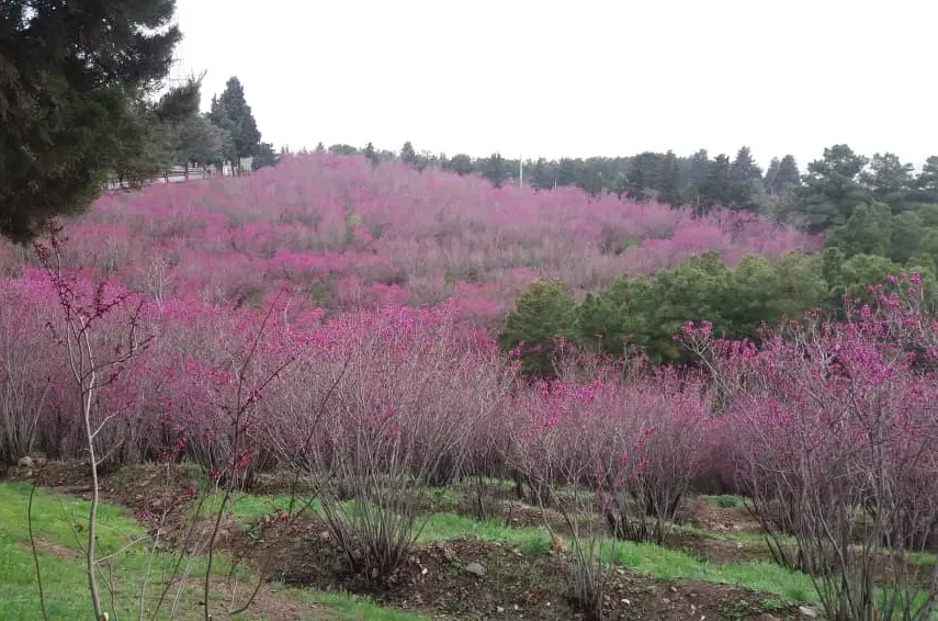 باغ نزدیک به شهر