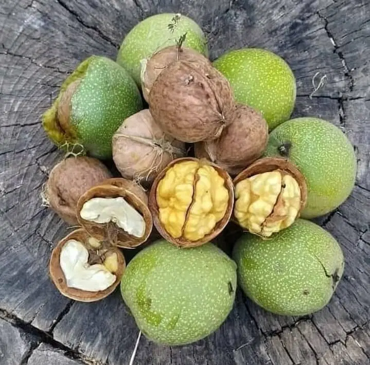 زمین باغ زراعی