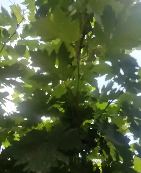 باغ میوه سراب پرده