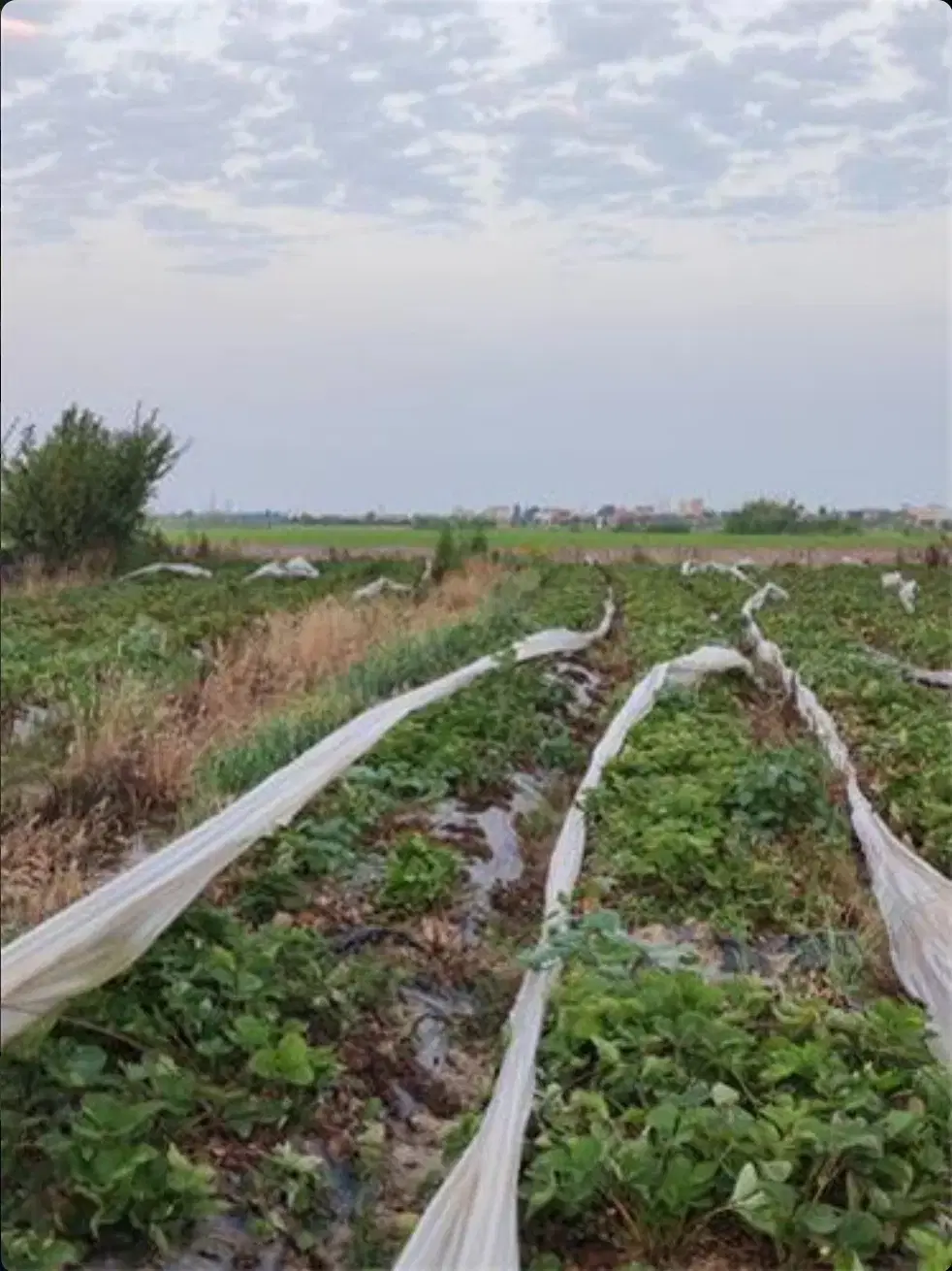 زمین