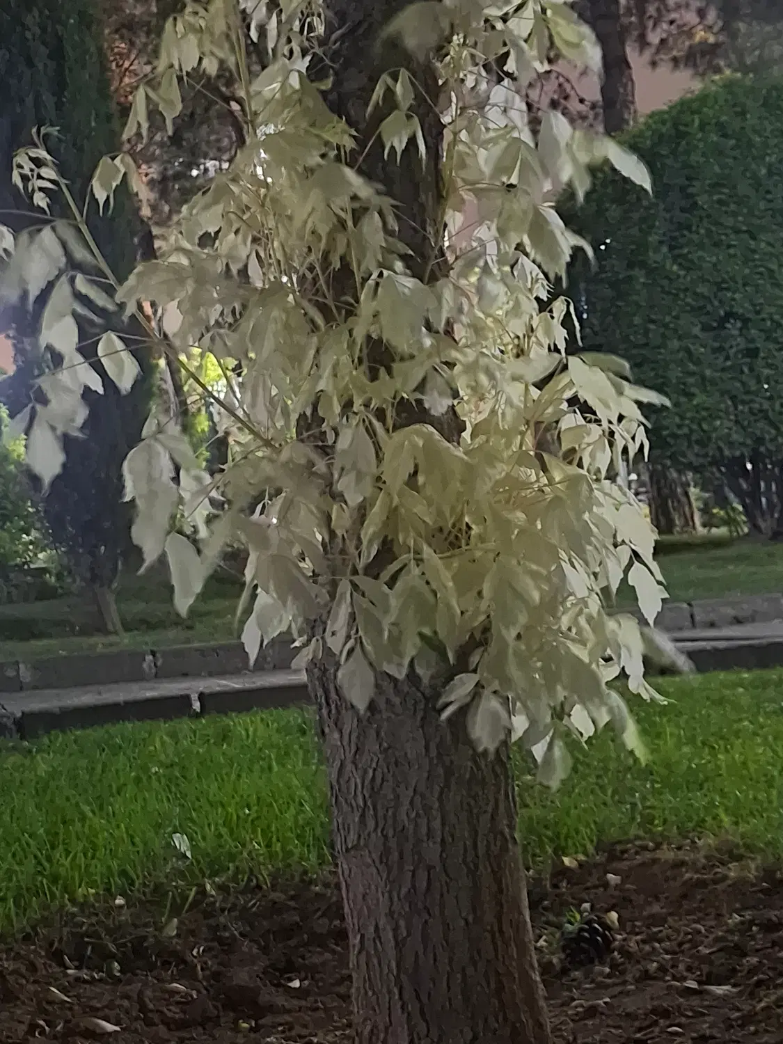 فروش کلنگی در کرد امیر