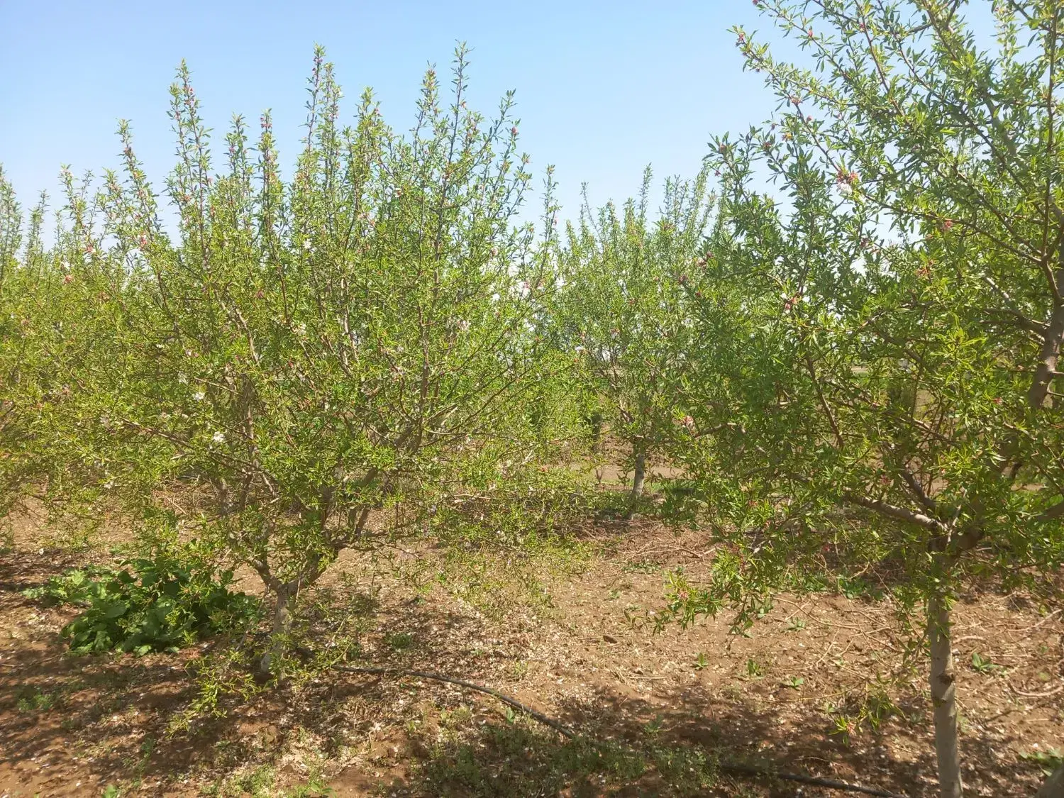 ۳۰۰۰ متر زمین باغ