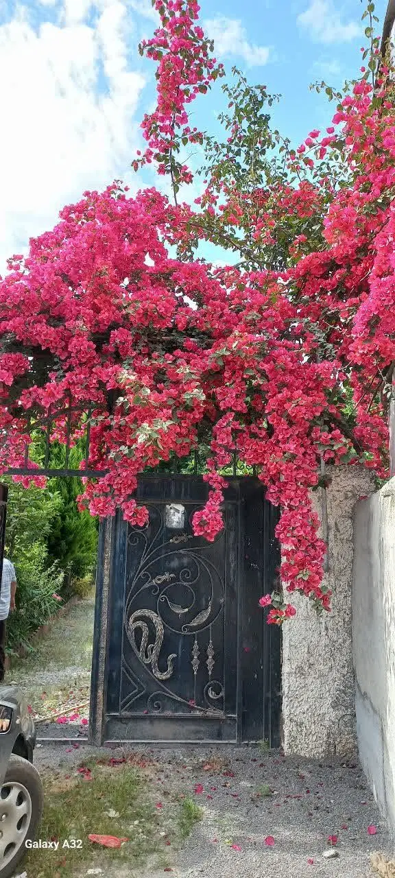 ویلایی