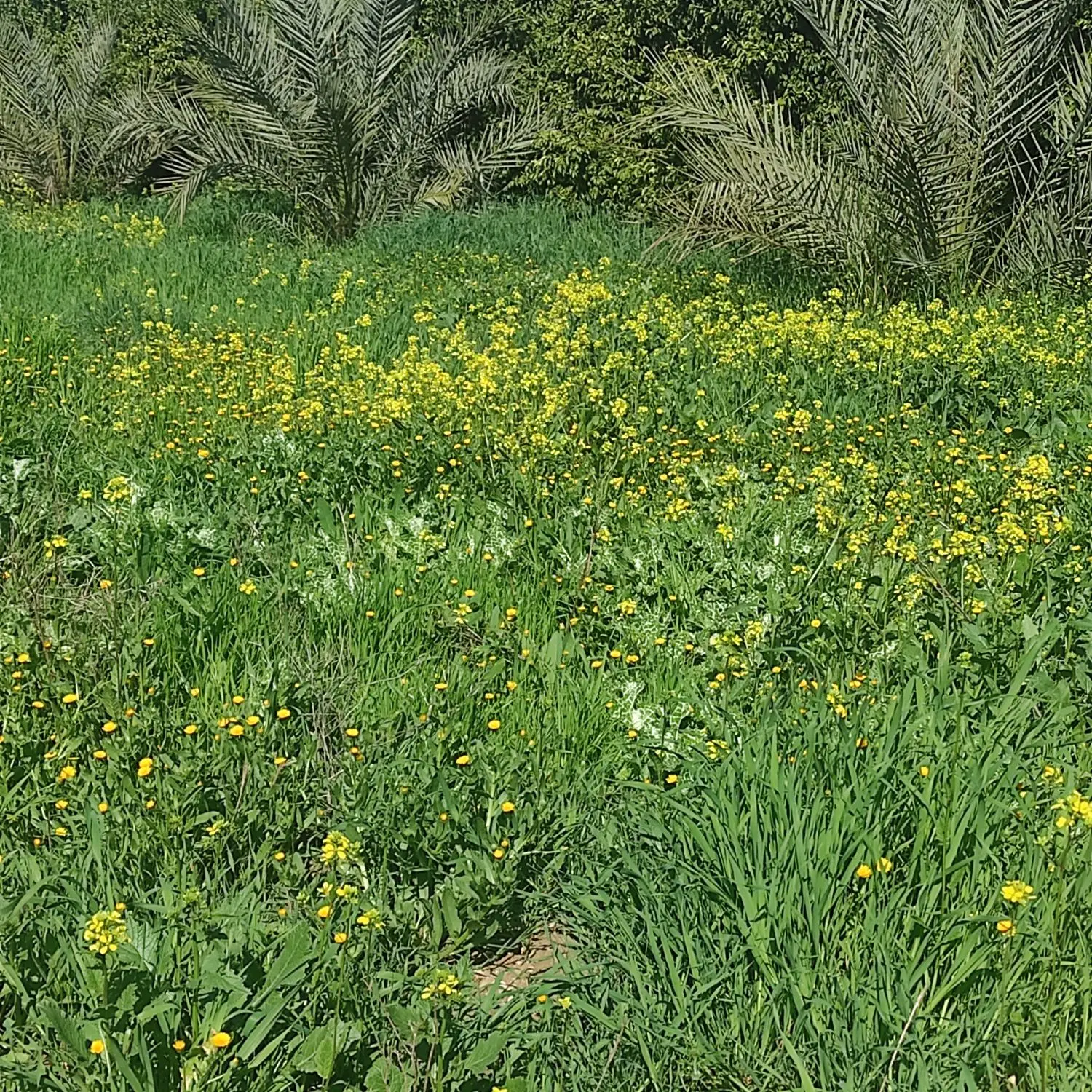 زمین مسکونی عکس مربوط به زمین نیست