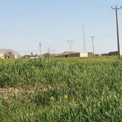 تجاری