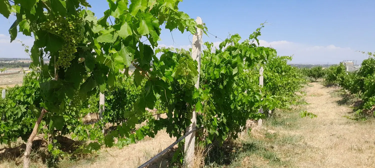 باغ انگور ایستاده دیمی