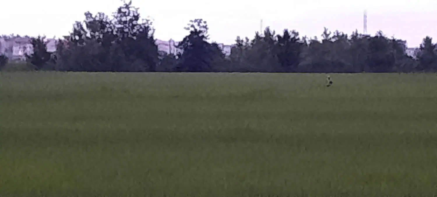 زمین چای