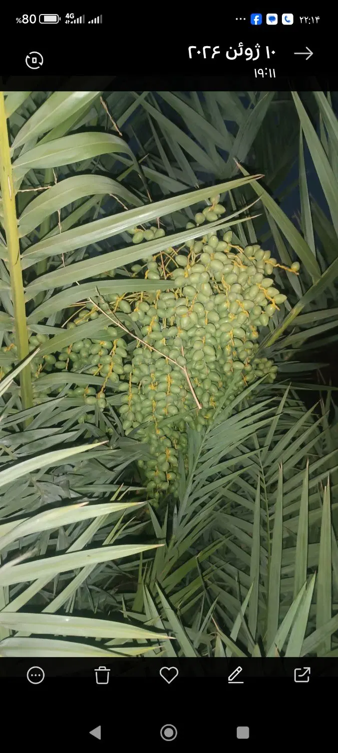 زمین کشاورزی