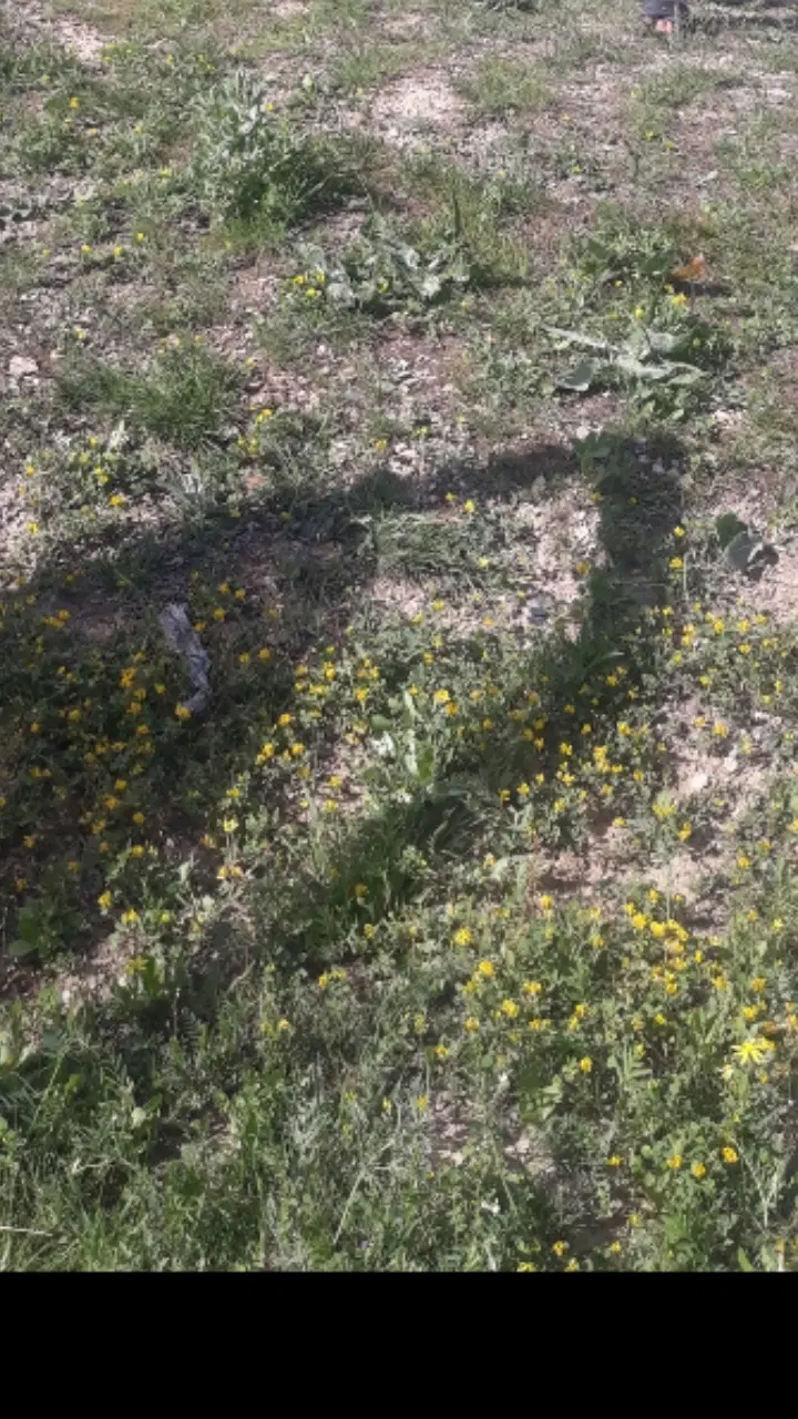 زمین پشت پایانه گریزه