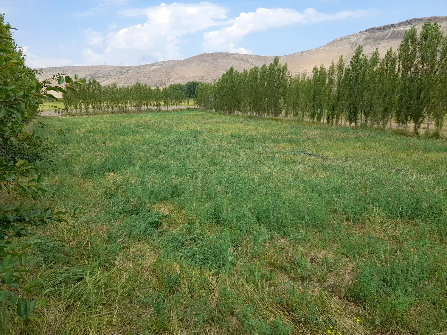 زمین‌باغ‌شام‌اسبی‌