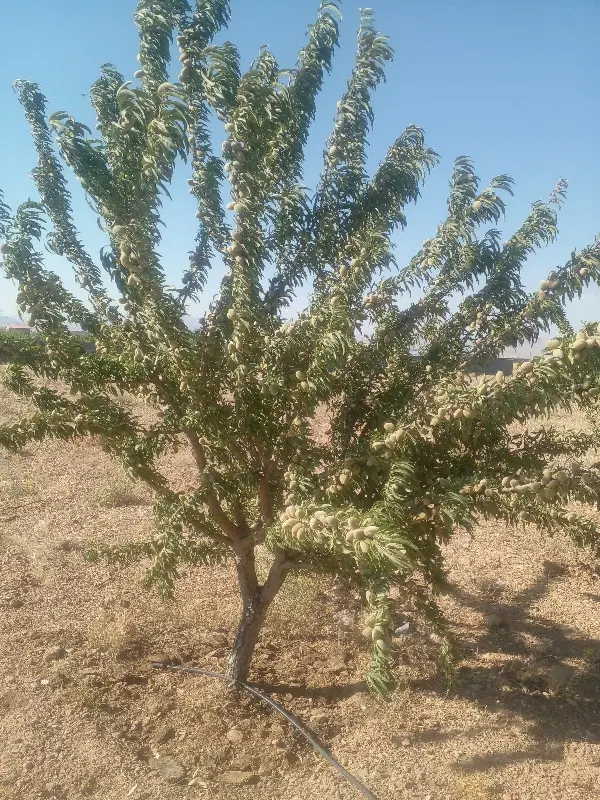 فروش باغ ۱۳۰۰ متری قابل معاوضه