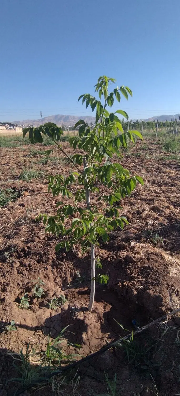 باغ پشت میدان میوه و تره بار