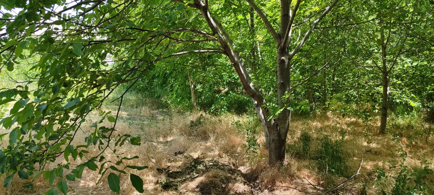 باغ و زمین کشاورزی