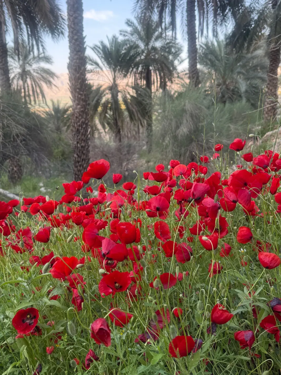 فروش زمین فرهنگیان