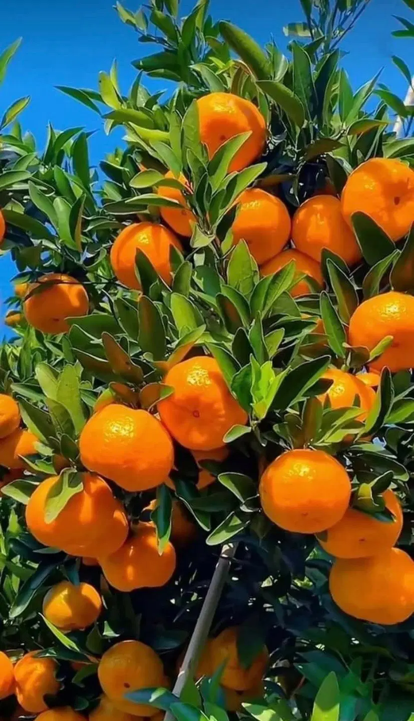 فروش باغ نارنگی