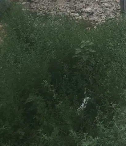 زمین خوش قواره