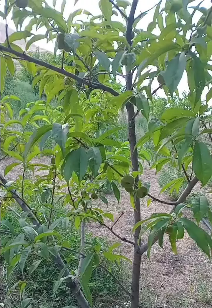 ملک فوق دارای خونه باغی