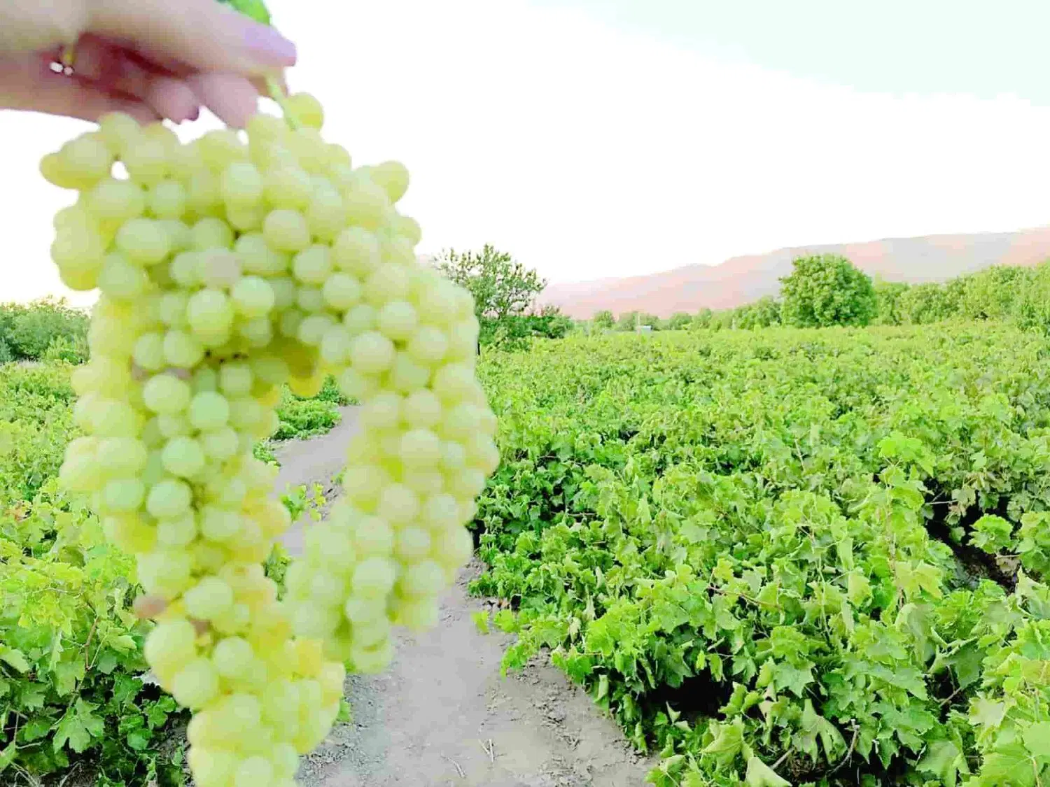 باغ انگور