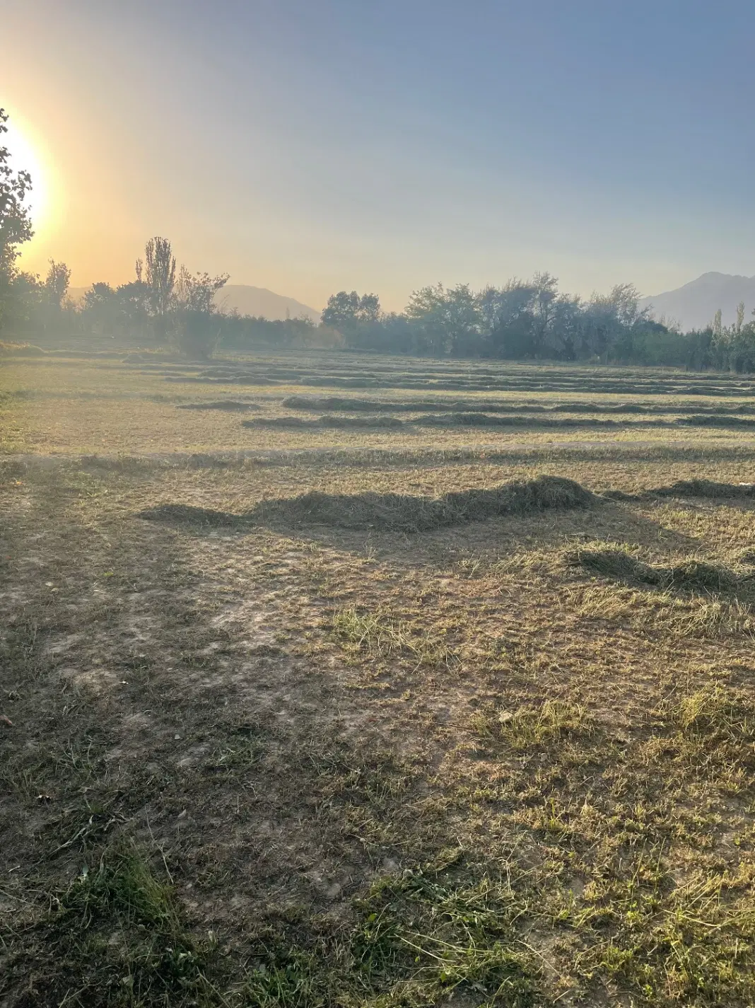 باغ انگور ۹۰۰متری