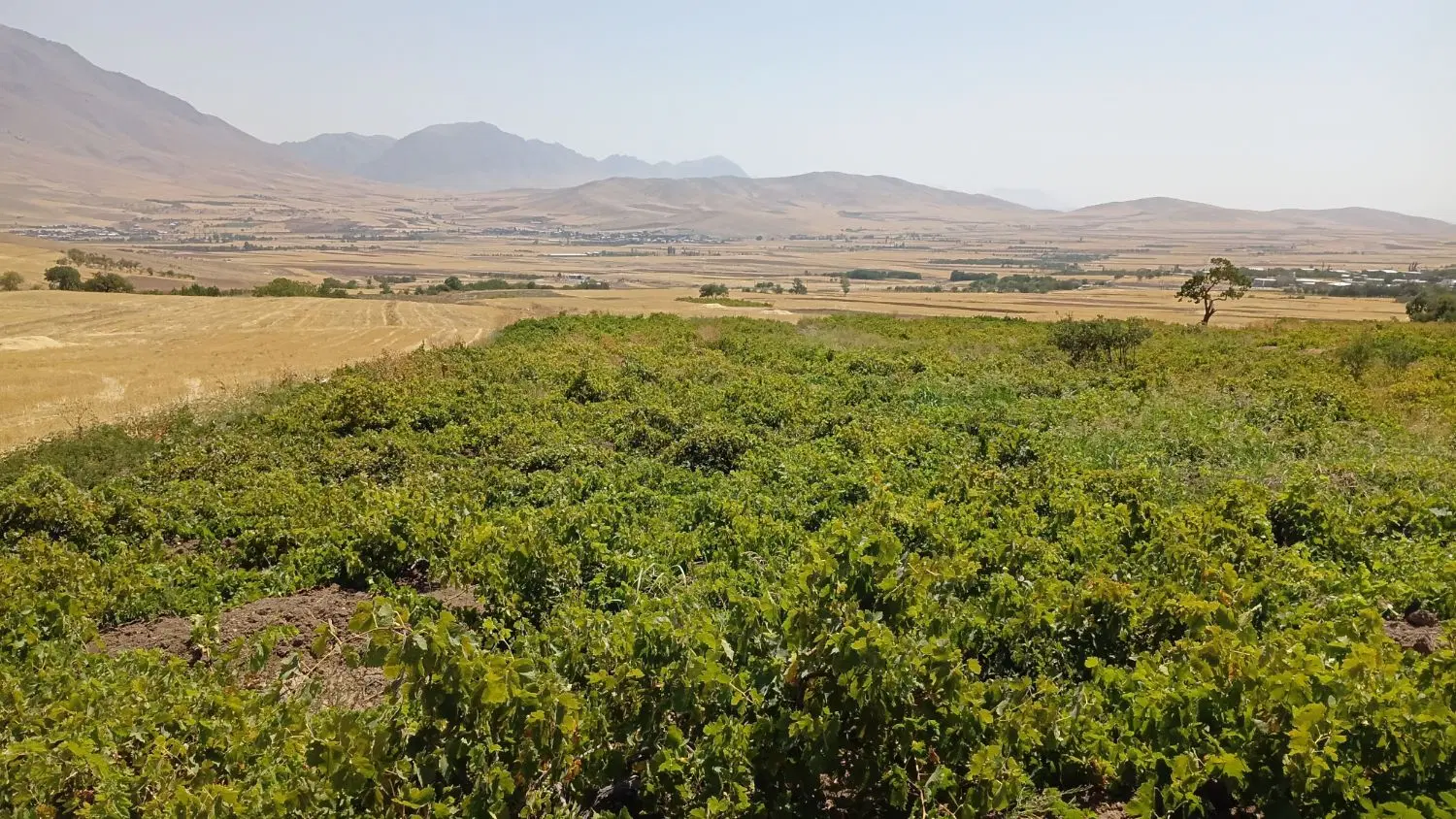 فروش باغ انگور در روستای ضیاء آباد