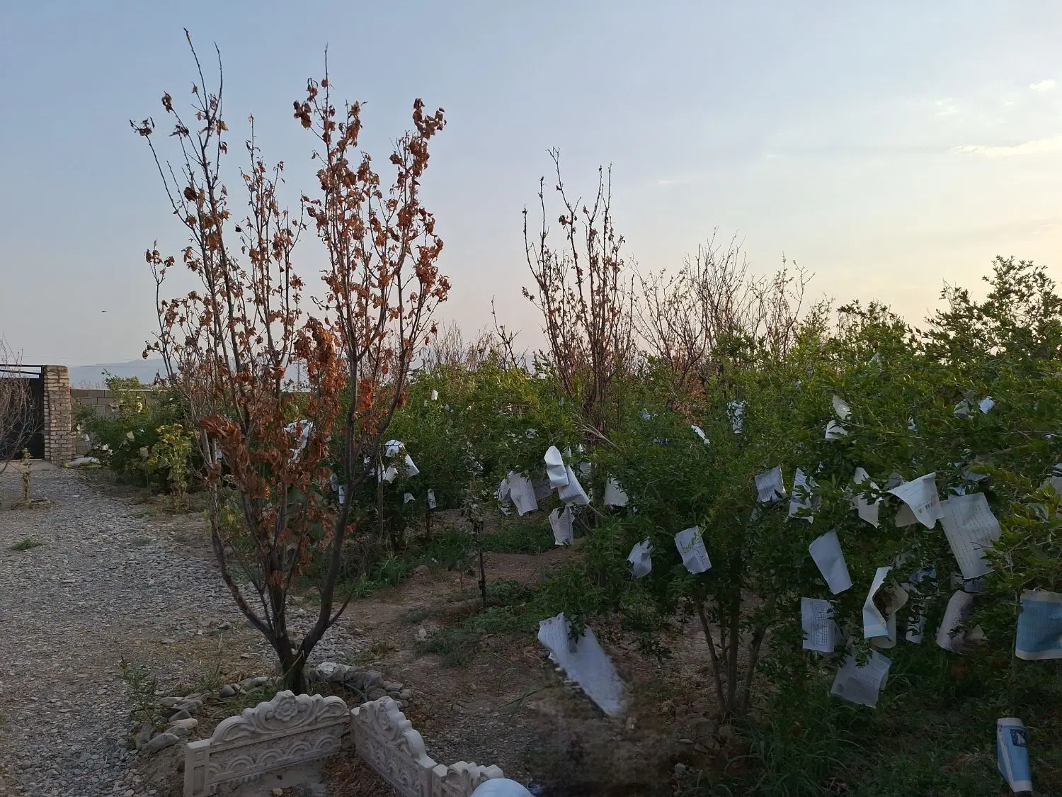 باغ ویلا