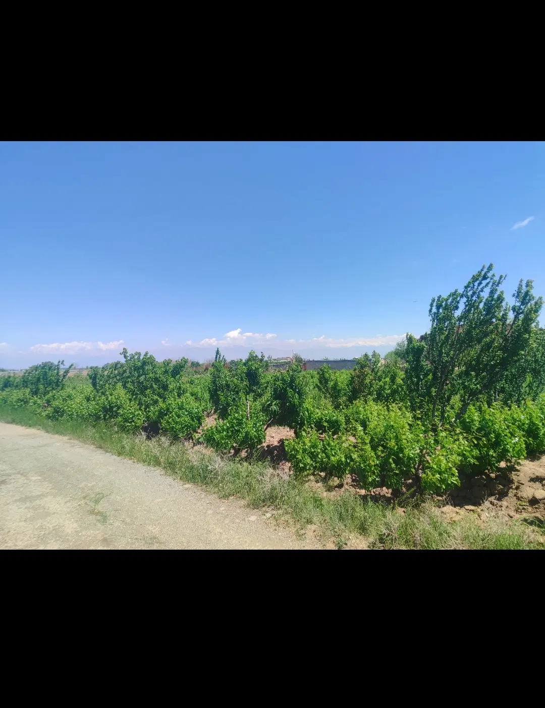 باغ چهاردیوار سند دار عرصه عیان بر خیابان