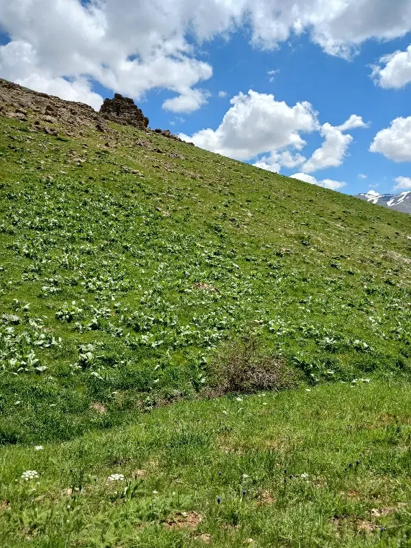 زمین قیمت مناسب