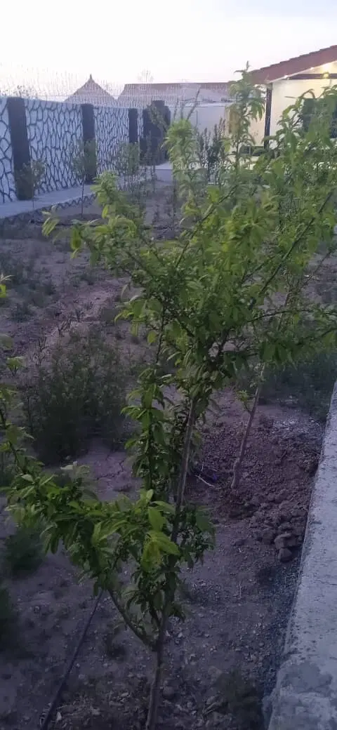 باغ ویلا تبرعه دار