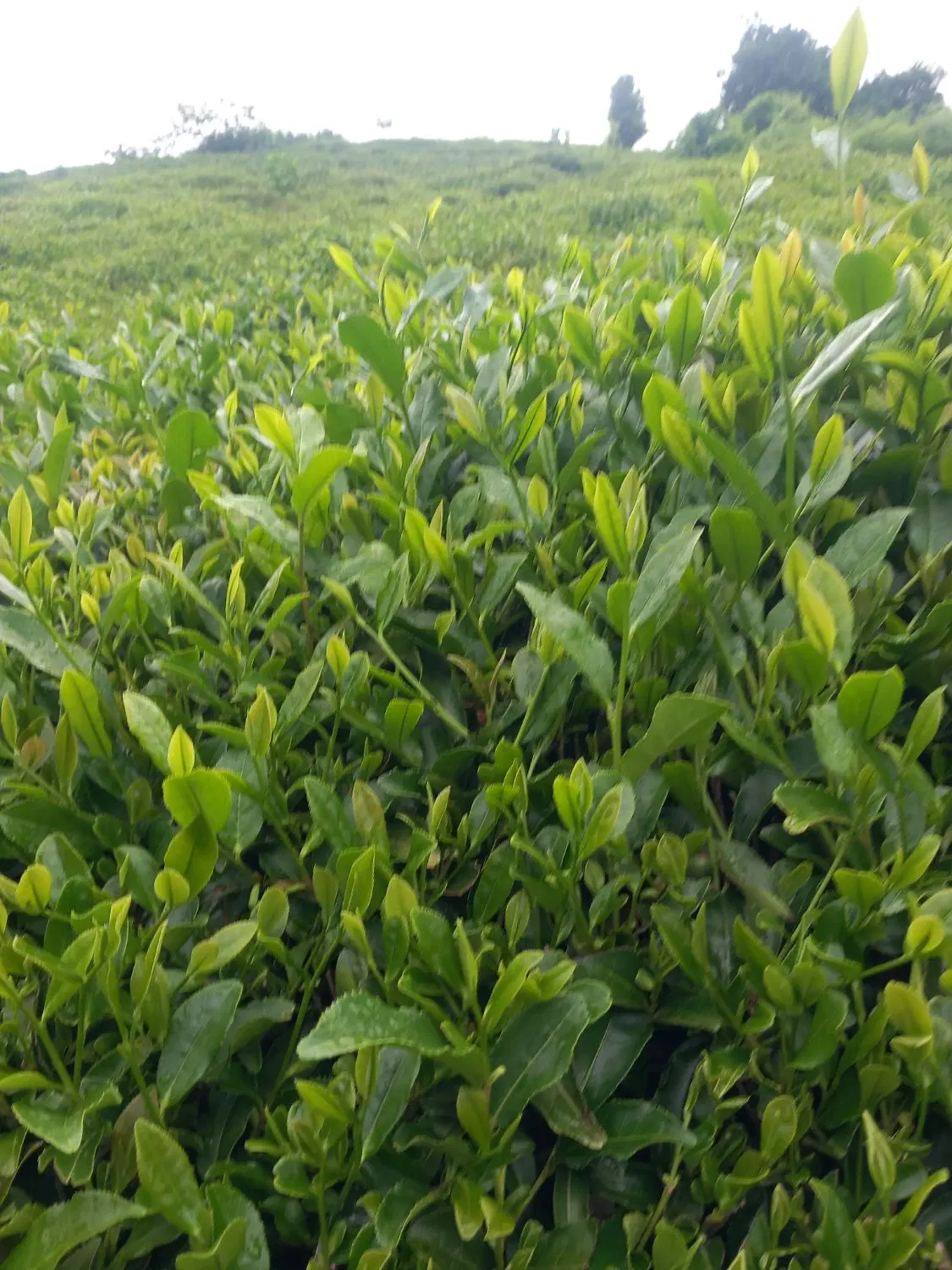 باغ چایی