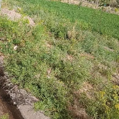 باغ ۲۵۰ مترخیرآبادراین + ۲ حبه قنات