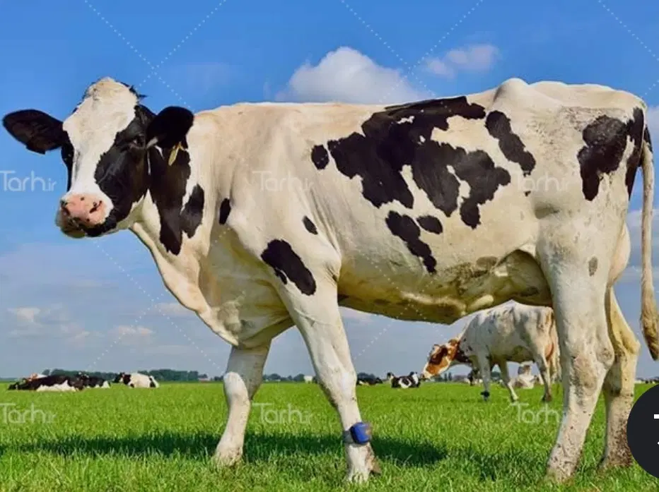 فروش گاوداری
