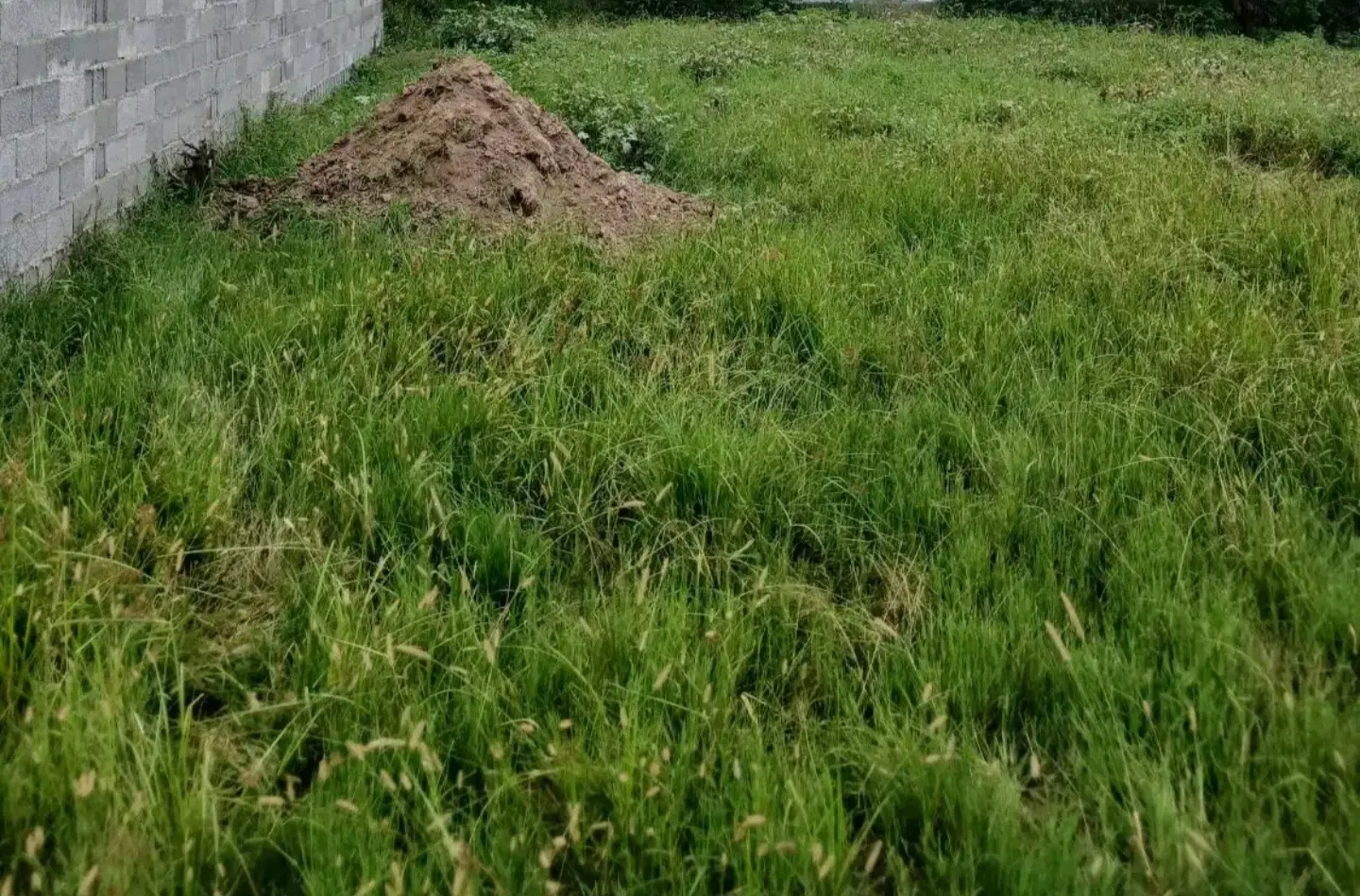 چوکام کوچه بوستان  زمین ۳۲۰متر بر ۱۴ با نقشه utm