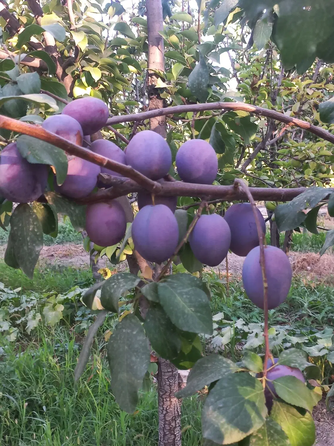 فروش باغ در نوبهار