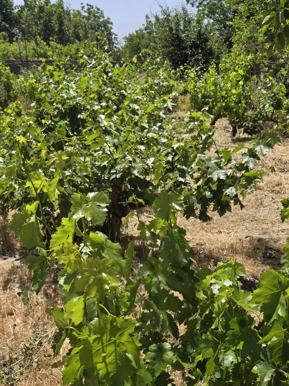 باغ و باغچه زمین
