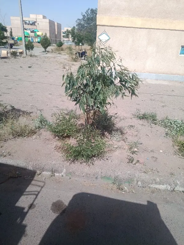 فروش زمین فاز یک چمران هشت قصب