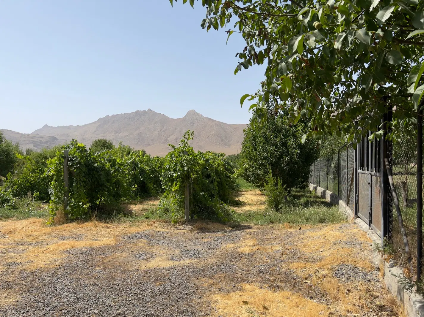 باغ۱۲۰۰متری