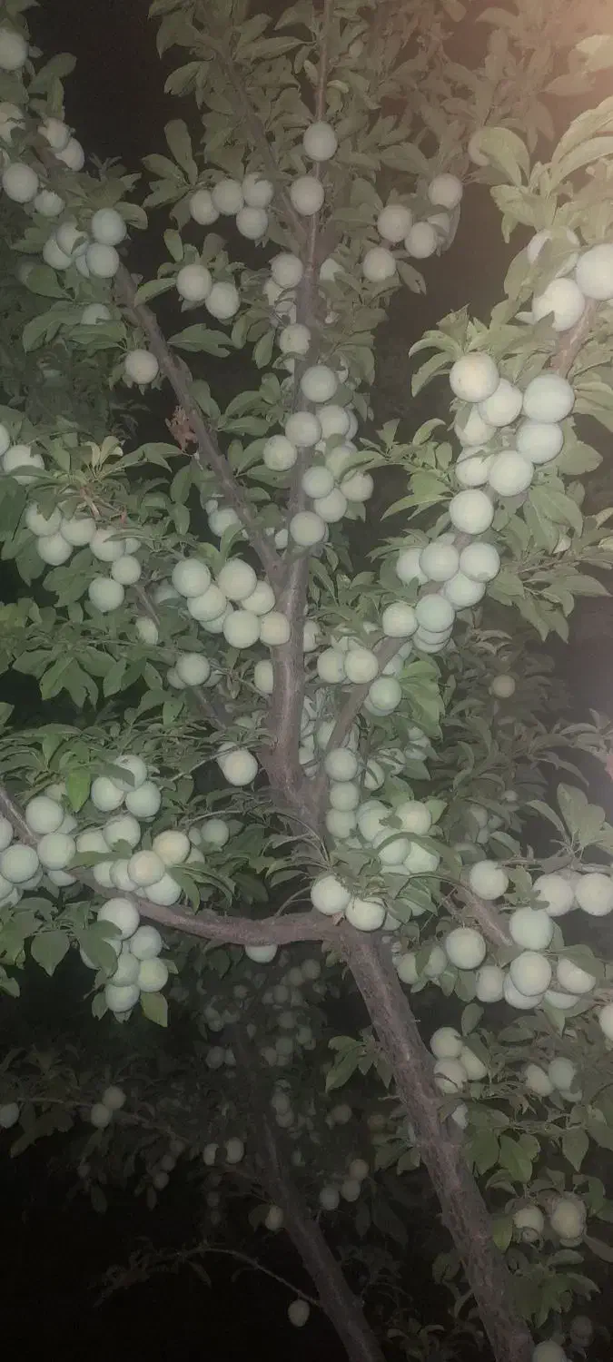 باغ تاپ لوکیشن واقع در جاده سلامت