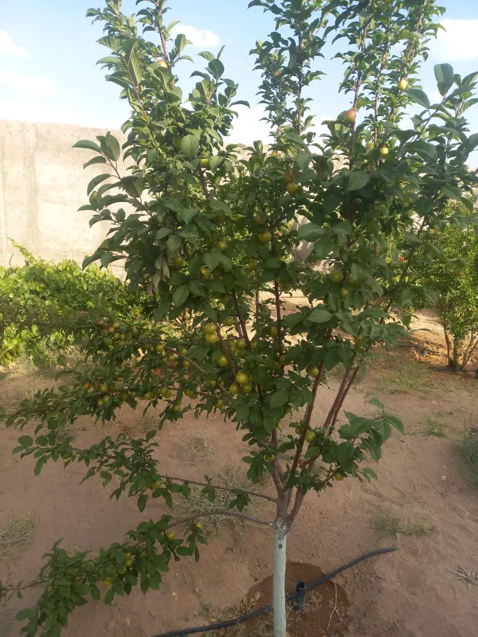 زمین باغ دهقاضی فاز ۳گل وگوهر