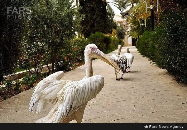 معاوضخ خانه طبس با بیرجند