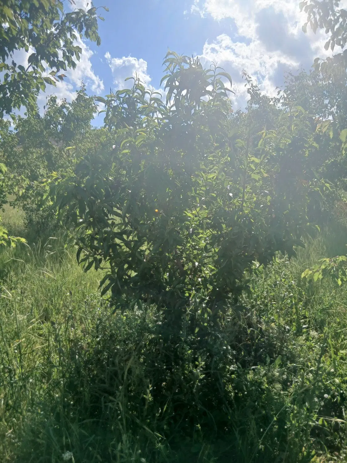 فروش باغچه نزدیک شهر