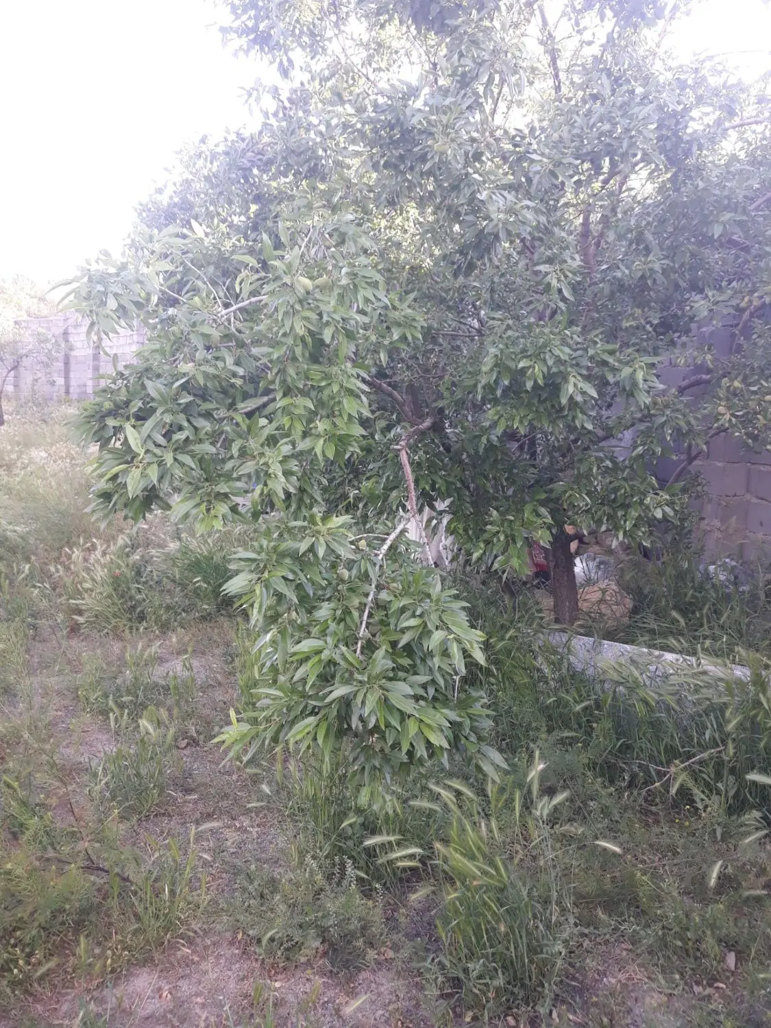 فروش باغ 530متری جاده تفریحان